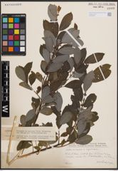 Foto von Salix cinerea L. x Salix nigricans Sm.